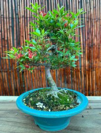 Đổ Quyên mini