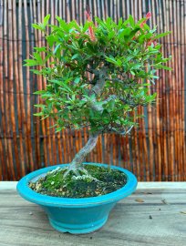 Đổ Quyên mini
