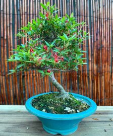 Đổ Quyên mini