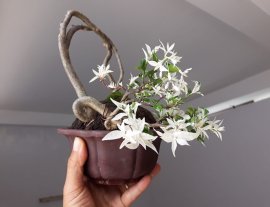 Mai Chiếu Thủy Cẩm Thạch zin