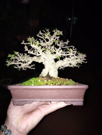 Khoe sương mai chiếu thủy lá trung hàng mini