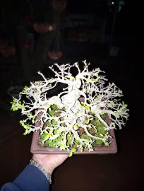 Khoe sương mai chiếu thủy lá trung hàng mini