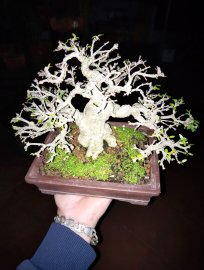 Khoe sương mai chiếu thủy lá trung hàng mini
