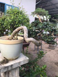 Duối già nuôi từ rễ cốt chậu ngót ngét chục năm