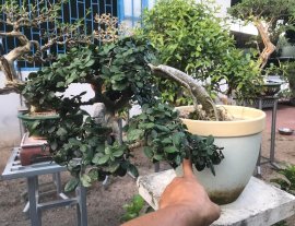 Duối già nuôi từ rễ cốt chậu ngót ngét chục năm