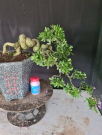 Linh sam siêu hoa rin, dáng đổ thân quái