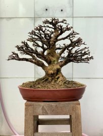 Mai chiếu thủy lá lớn H22 C32