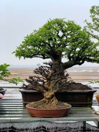 Mai chiếu thủy lá lớn H22 C32
