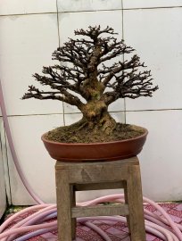Mai chiếu thủy lá lớn H22 C32