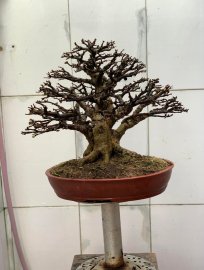 Mai chiếu thủy lá lớn H22 C32