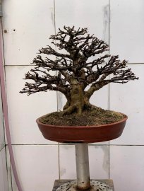 Mai chiếu thủy lá lớn H22 C32