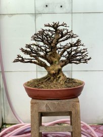 Mai chiếu thủy lá lớn H22 C32