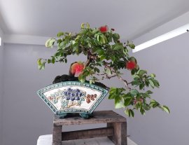 Điệp Lào và chậu Quạt...
