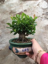 Đơn sen hoa 2 tháng mới tàn, nở rộ quanh năm ạ