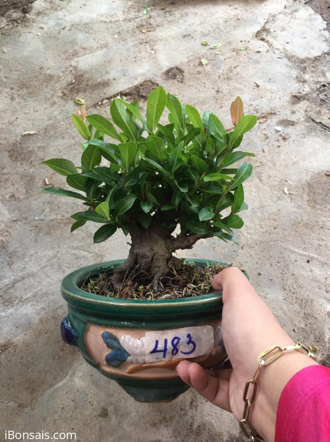 Đơn sen hoa 2 tháng mới tàn, nở rộ quanh năm ạ