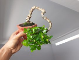 Sam trái dáng đỗ bay...