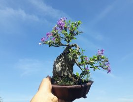Linh Sam ký đá lại hoa về...
