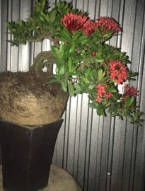 Cây cực già hàng cốt chậu và cực duyên giá hợp lý 