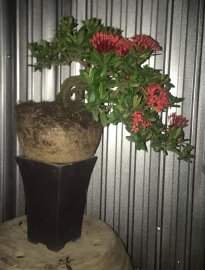 Cây cực già hàng cốt chậu và cực duyên giá hợp lý 