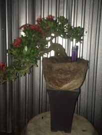 Cây cực già hàng cốt chậu và cực duyên giá hợp lý 