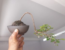 Trà Phúc Kiến dáng đổ treo...