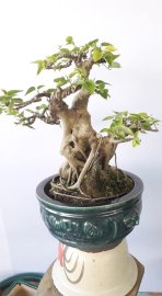 Bồ đề giao lưu 0905700556