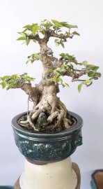 Bồ đề giao lưu 0905700556