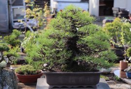 Thông đen Mikawa F1. 