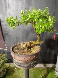 Linh sam sông hinh rin