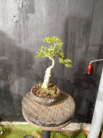 Mai chiếu thủy