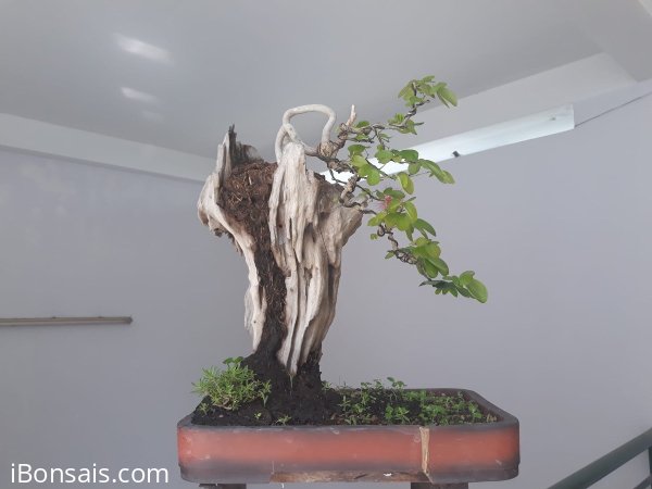 Điệp Lào ký lủa...