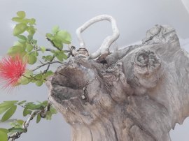 Điệp Lào ký lủa...
