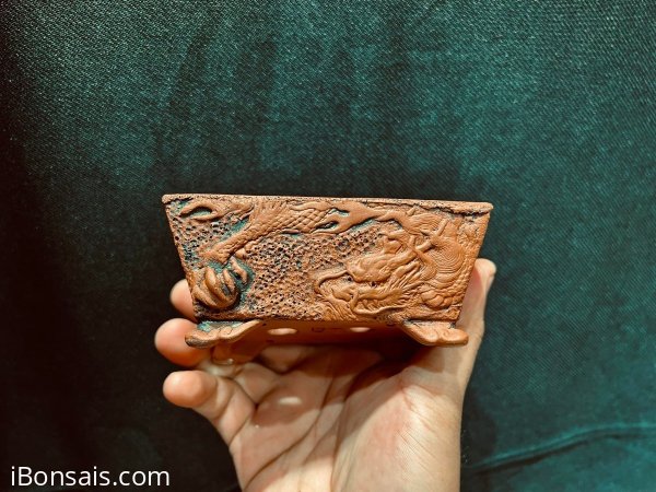GL Ae chậu Rồng Kakuzan