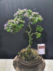Linh sam hạt gạo tân phú lá rí, tàn rin