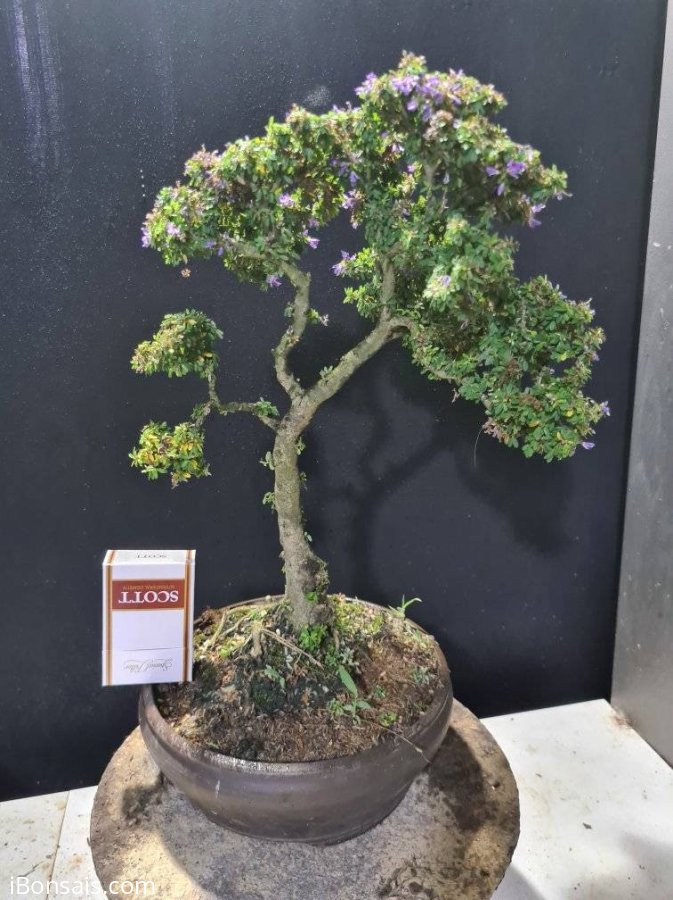Linh sam hạt gạo tân phú lá rí, tàn rin