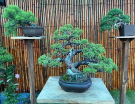 Tùng Nhật Giao lưu