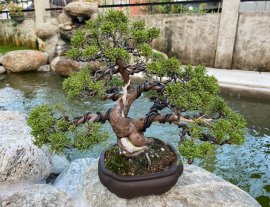 Tùng Nhật Giao lưu
