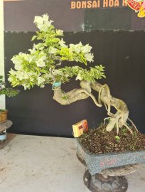 Hoa giấy 2 màu giao lưu cả nhà