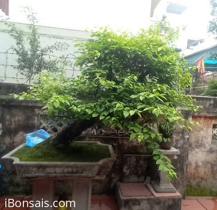 Cây hoa giấy