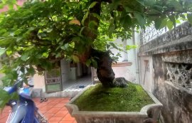 Cây hoa giấy
