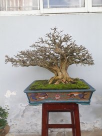 Em sam khoe xương ạ.