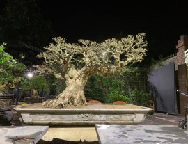 Khoe xương, 18 năm cho 1 tp như thế này ạ