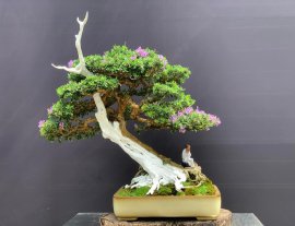 Linh sam khoe sắc chào mừng 30/4!!!