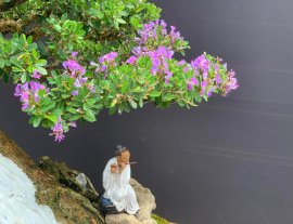 Linh sam khoe sắc chào mừng 30/4!!!