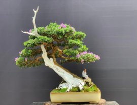 Linh sam khoe sắc chào mừng 30/4!!!