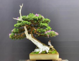 Linh sam khoe sắc chào mừng 30/4!!!