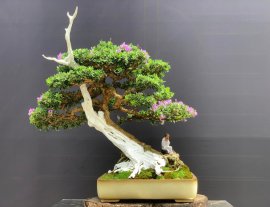 Linh sam khoe sắc chào mừng 30/4!!!