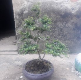 Linh sam 86