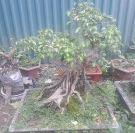 Sanh quê già rất đẹp cành dăm đều