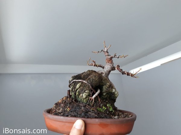 Si Đỏ lá nhỏ ký đá ...